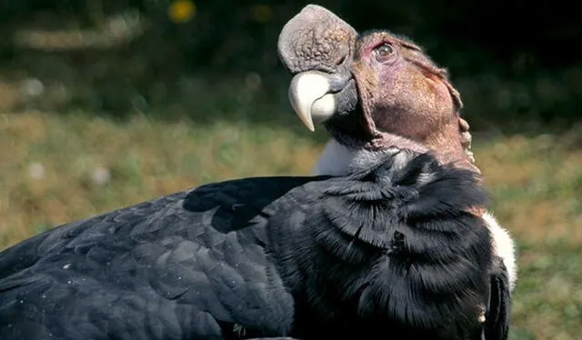 Alcanza su madurez sexual entre los cinco y los seis años. Foto: National Geographic   