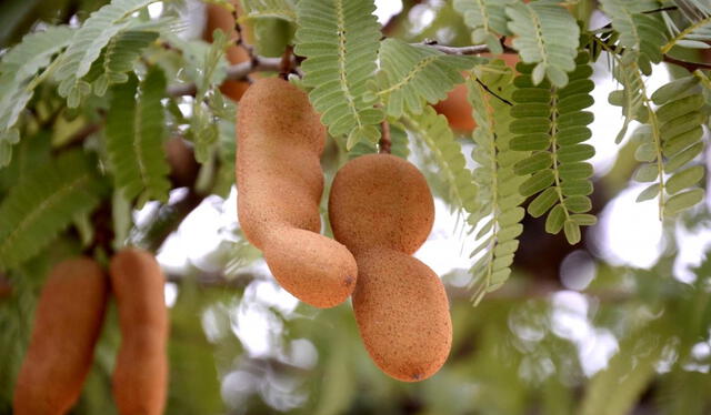 El tamarindo sobresale por su contenido de potasio, con cifras que alcanzan hasta 10 veces más que el plátano. Foto: Bon Viveur.   