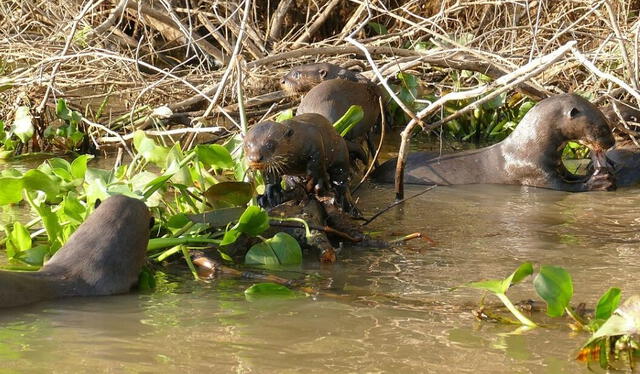 La nutria gigante se encuentra principalmente en los ríos y humedales de la cuenca del Amazonas. Foto: Billiken.   