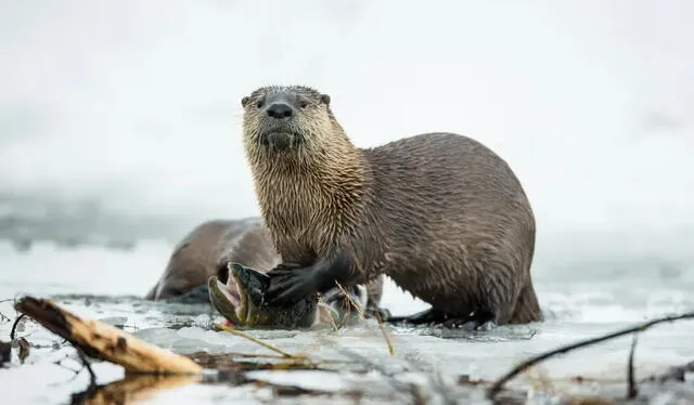 Una de las características más notables de la nutria gigante es su capacidad para utilizar herramientas en su alimentación. Foto: Foto: National Geographic/Charlie Hamilton James.   