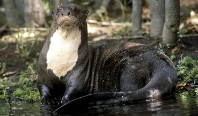 Esta especie alcanza una longitud corporal de 1,70 m y desarrolla un peso máximo de 45,3 kg. Foto: National Geographic.   