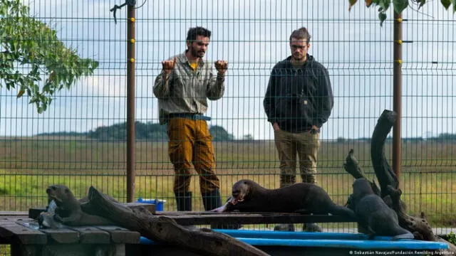 La nutria gigante es actualmente un símbolo de los esfuerzos de conservación en la región. Foto: Sebastián Navajas/Fundación Rewilding Argentina.    