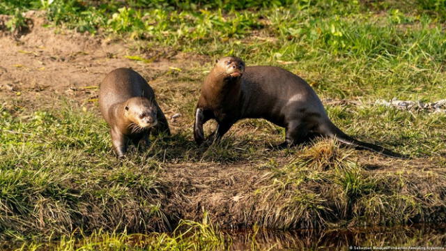  La nutria suele compartir su vida en grupos multitudinarios, integrados por hasta ocho especímenes. Foto: Sebastián Navajas/Fundación Rewilding Argentina.    