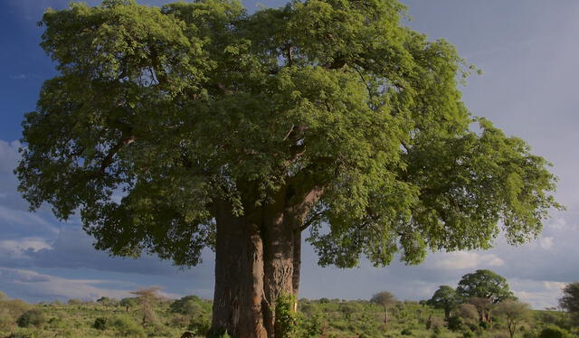 Los baobabs son famosos por sus troncos anchos. Foto: Pixabay   