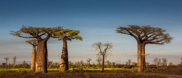 Se estima que los baobabs pueden vivir hasta 3.000 años. Foto: Ralph Kränzlein    