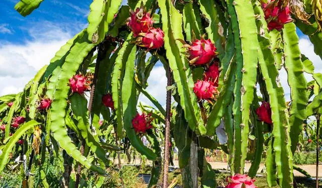 De esta forma, crece la fruta conocida como la fruta del dragón. Foto: Sabías esto   