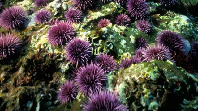  Las nutrias marinas se alimentan de erizos de mar. Foto: Nat Geo   