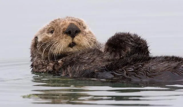  La nutria marina se encuentra en peligro de extinción desde 2015. Foto: Europa Press   