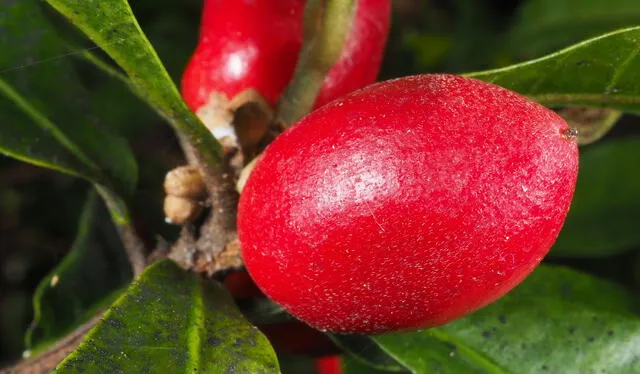  La fruta fue descubierta en la década de 1720. Foto: Frutas   
