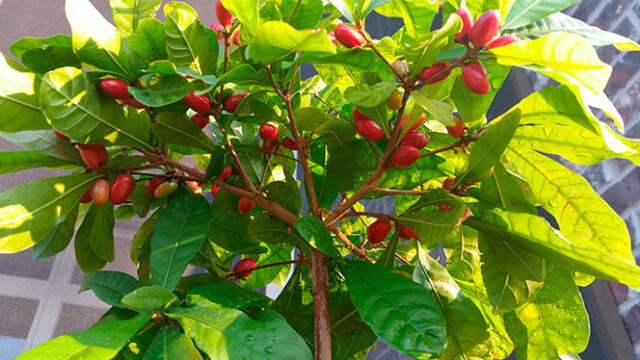 El árbol de la fruta milagrosa contiene propiedades para la gestión de diabetes. Foto: Blogger    