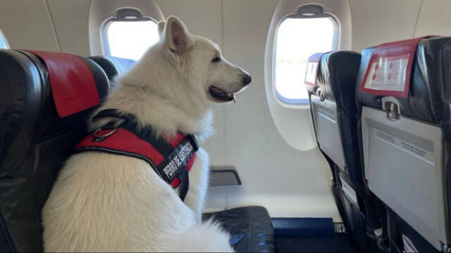  Los animales de compañía ayudan en gran medida a mejorar la salud de las personas. Foto: EsDiario   