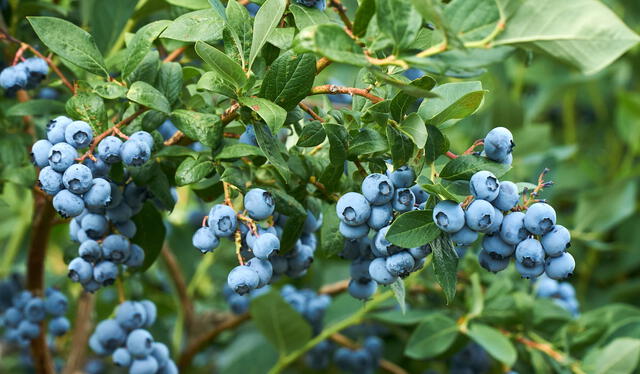  Los resultados en la prueba con arándanos comprobaron diferencias en sus compuestos al estar expuestos al proceso de fermentación. Foto: AZUD   