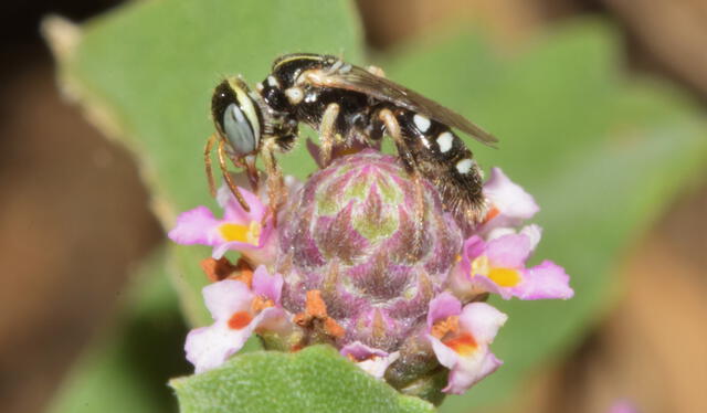 Hay flores que solo pueden ser polinizadas por abejas. Foto: Yannet Quispe Delgado / Huarango Nature    