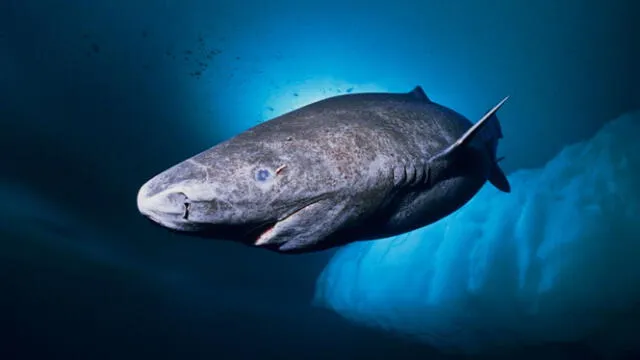  El tiburón en Groenlandia que hallaron tiene 522 años de longevidad. Foto: Fundación Aquae   