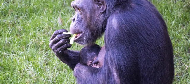  El chimpancé hembra Natalia no es el primer caso de una madre que rehúsa desprenderse de una de sus crías. Foto: BIOPARC   