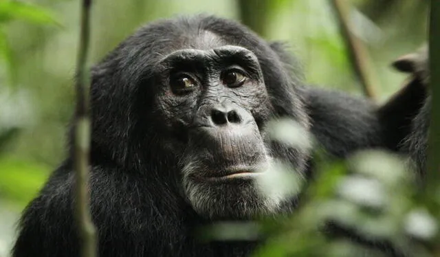  Los encargados de Bioparc señalaron que dejarán que la cría de chimpancé se descomponga. Foto: MSN   