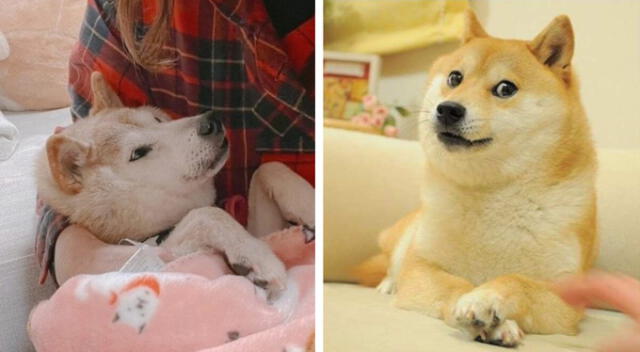  Kabosu, famosa perrita del meme Doge, murió a los 18 años. Foto: composición LR    