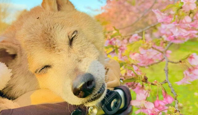 Can fue inmortalizado en el logo de Dogecoin. Foto: Instagram    