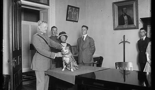  Stubby siendo condecorado junto al general John J. Pershing. Foto: colección de Harris &amp; Ewing de la Librería del Congreso de Estados Unidos   