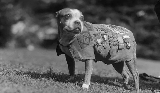  El perro que salvó a su batallón y recibió condecoraciones. Foto: difusión   