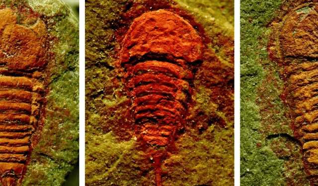  Los fósiles hallados en Marruecos de la nueva especie de artrópodo. Foto: Nature Communications   