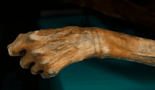  Una de las marcas en la muñeca del Hombre de Hielo sirvió como referencia para investigar la técnica que usó para realizar marcas corporales. Foto: Museo Arqueológico de Tirol del Sur   
