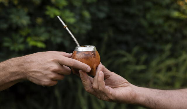  El mate es un árbol nativo de Sudamérica. Foto: Datasur   