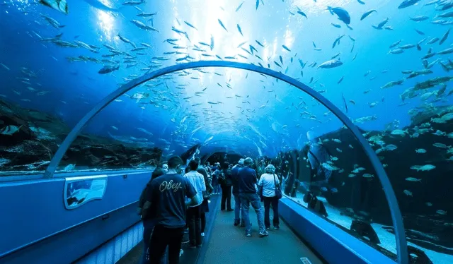  El acuario de Atlanta en Georgia es una de los lugares que puedes visitar si vas a la Copa América. Foto: Way   