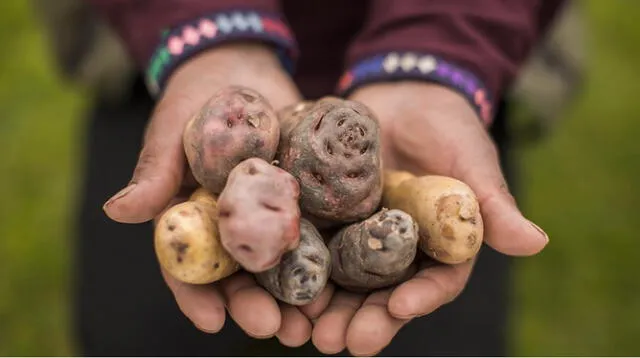 Perú es famoso por la variedad y calidad de sus papas exportadas a otras partes del mundo. Foto: PromPerú   
