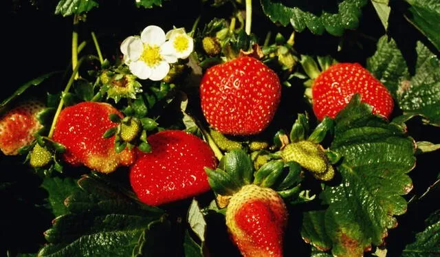 Para que las fresas florezcan adecuadamente, necesitan temperaturas moderadas, suficiente luz solar, suelos fértiles y apoyo de polinizadores naturales. Foto: AgroTendencias   