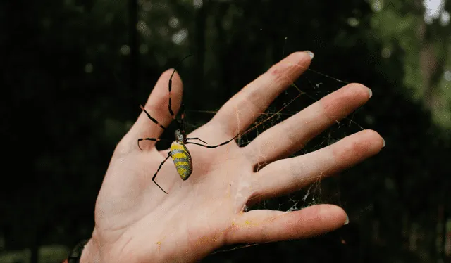  La araña joro podría aparecer por primera vez en la ciudad de Nueva York. Foto: Joro Watch   