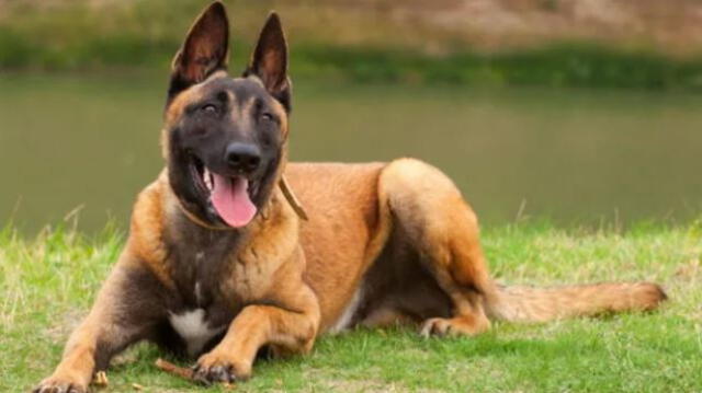  Según la revista científica Nature, el pastor belga malinois es la raza de perros más inteligente. Foto: Diario Ok   