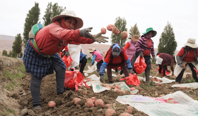  Las pruebas de la nueva variedad de papa se hicieron a través de pruebas piloto en el sur, centro y norte del Perú para analizar su capacidad de adaptación a diferentes condiciones climáticas. Foto: Ojo Público   