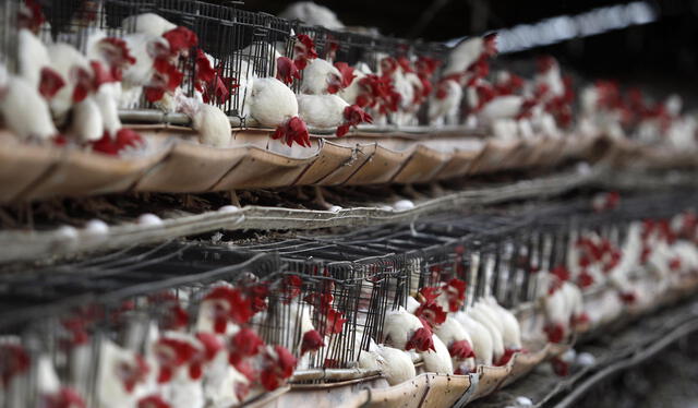  La OMS informó de caso por gripe aviar. Foto: La opinión    