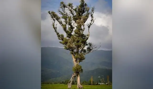 'The walking tree' o el 'arbol andante' en imagen completa. Foto: Gareth Andrews 'The walking tree' o el 'arbol andante' en imagen completa. Foto: Gareth Andrews