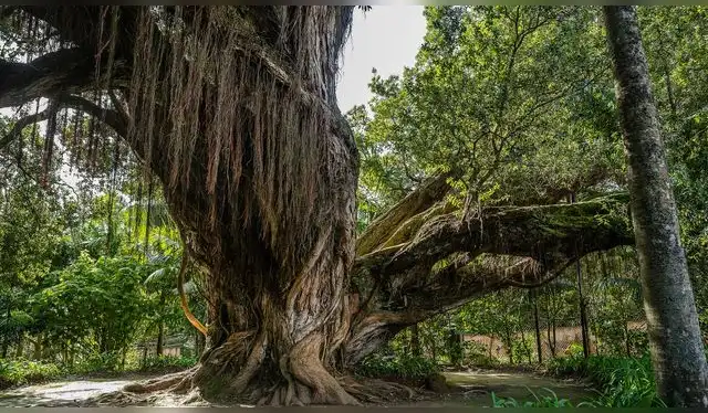 Metrosideros Robusta es una especie conocida como 'arbol de Navidad' en Nueva Zelanda. Foto: Wikimedia Commons Metrosideros Robusta es una especie conocida como 'arbol de Navidad' en Nueva Zelanda. Foto: Wikimedia Commons