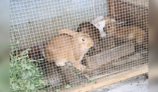 Nueva granja ecológica de Los Olivos