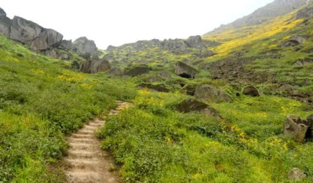  Lomas de Mangomarca en San Juan de Lurigancho. Foto: Andina   