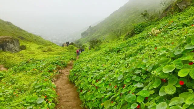  Lomas de Paraíso en Villa María del Triunfo. Foto: Rumbos del Perú   