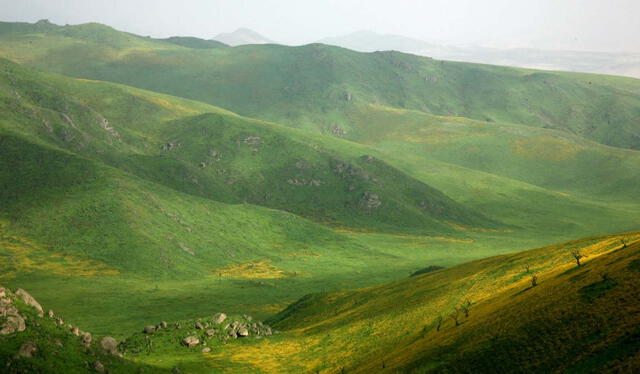  Lomas de Lachay en Huaura. Foto: Sernanp   