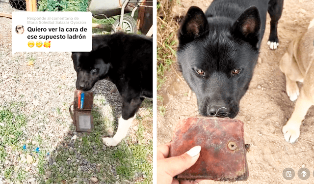  Las imágenes generaron una ola de comentarios y muchos usuarios defendieron la inocencia del perrito. Foto: composición LR/TikTok/@aanaisalejandraa   