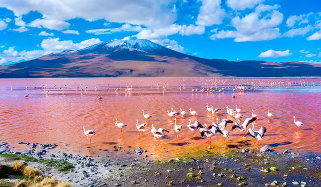  La Laguna Colorada es uno de los atractivos naturales más impresionantes de Bolivia. Foto: Denomades   