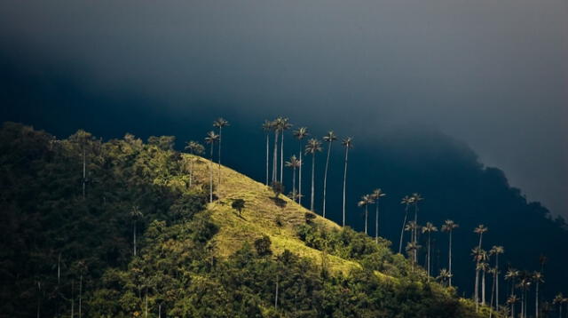  La palma de cera se encuentra en las regiones andinas de Colombia. Foto: Getty Images    