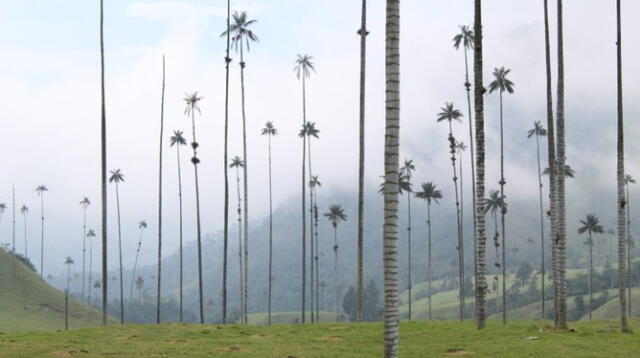  La palma de cera es considerada la más alta del mundo. Foto: Getty Images    