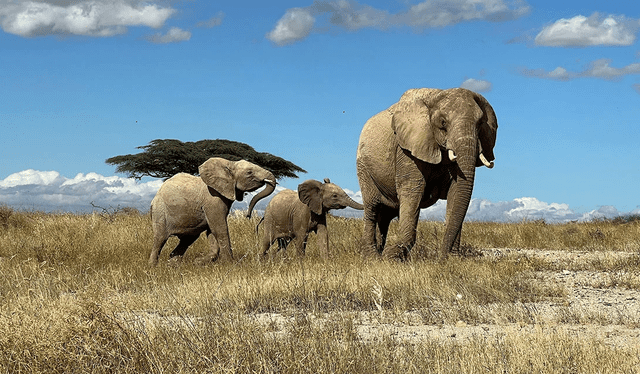 Las costumbres sociales de los elefantes favorecen la evolución de su lenguaje. Foto: George Wittemyer   