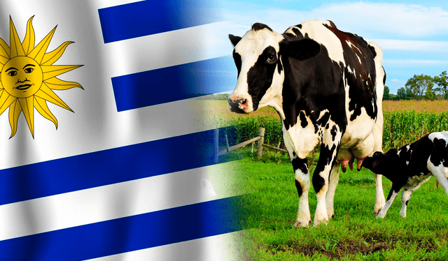 vacas Uruguay | Latinoamérica | ganado vacuno | países ganaderos