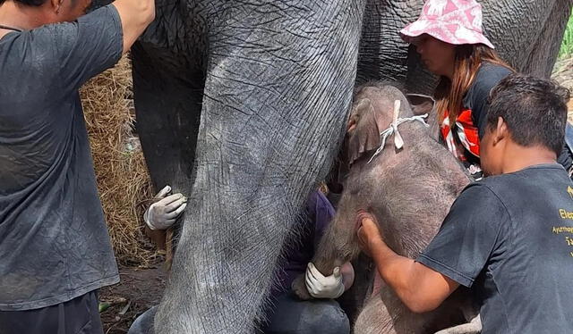  Este nacimiento inusual ha puesto de relieve la importancia de los esfuerzos de conservación dirigidos a proteger a los elefantes. Foto: X / @SoraidaSalwala    