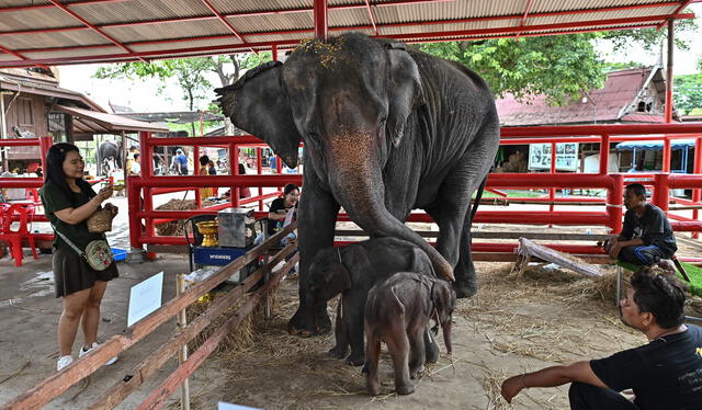  Los elefantes gemelos recién nacidos, una hembra y un macho, se paran frente a su madre Chamchuri en el Palacio de Elefantes de Ayutthaya y Royal Kraal en Ayutthaya el 10 de junio de 2024. Foto: Manan Vatsyayana / AFP    