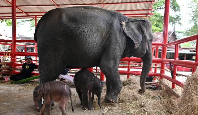 De acuerdo con la ONG Save the Elephants, el nacimiento de elefantes gemelos es poco probable. Foto: Manan Vatsyayana / AFP    