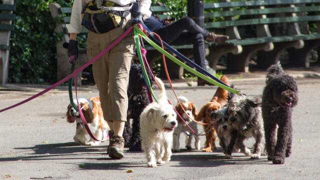  Cuidador de mascotas es uno de los trabajos a los que puedes aplicar. Foto: Cadena Ciudadana   